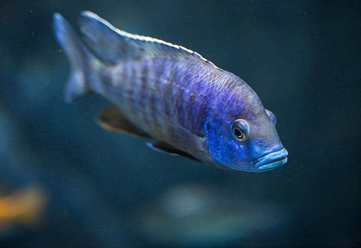 魚交叉感染后需全換水嗎，《魚交叉感染后需全換水嗎》