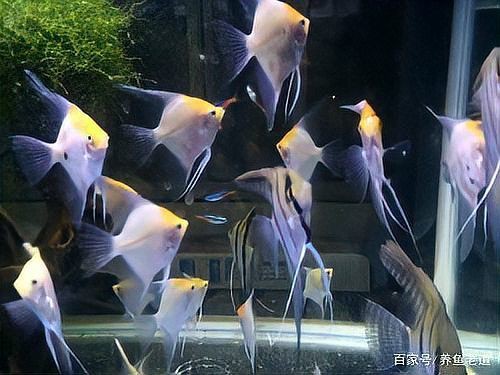 魚交叉感染后需全換水嗎，《魚交叉感染后需全換水嗎》