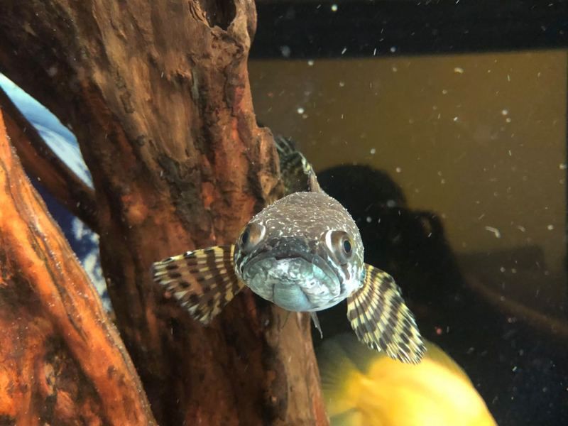 雷龍魚眼睛外凸會自愈嗎？，雷龍魚眼睛外凸能否自愈