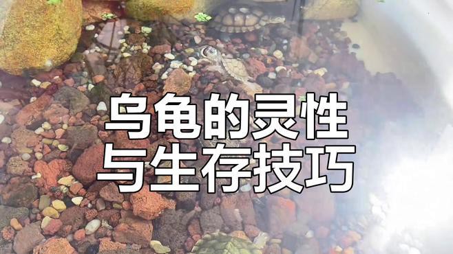 如何判斷龍龜是否具有靈性？，如何判斷龍龜是否具有靈性