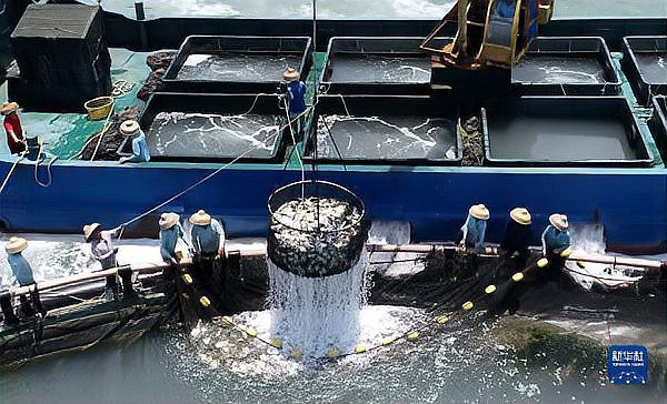 徐聞龍魚店，廣東徐聞龍魚店