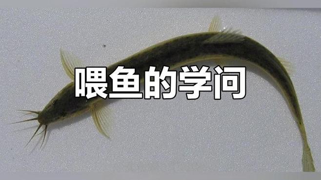 如何安全地喂食活泥鰍給紅龍魚(yú)？，如何安全地喂食活泥鰍給紅龍魚(yú)