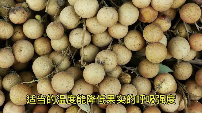 如何保存龍眼以避免表皮出現白色物質？，新鮮龍眼這樣保存,一個月都不壞!