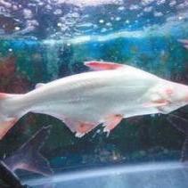 淡水鯊魚有幾種圖片，淡水鯊魚并非真正的鯊魚