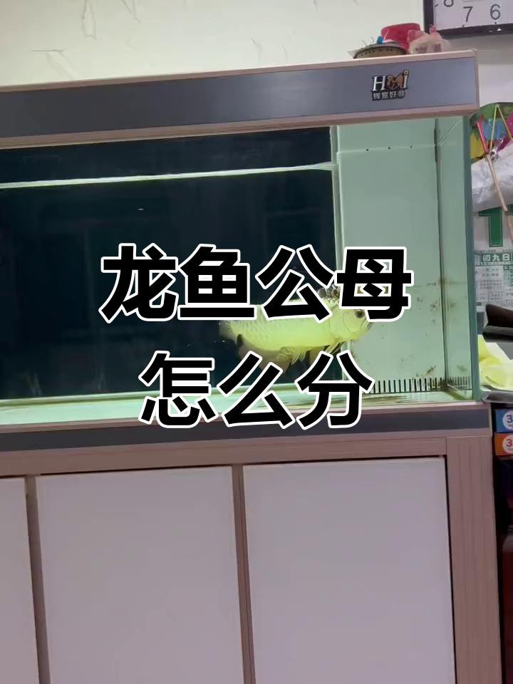 如何挑選金龍魚的性別，挑選金龍魚的性別是一項需要專業知識與經驗積累的技能