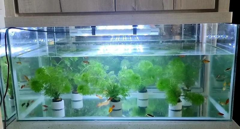 藍天魚缸定做，《藍天魚缸定做》在追求個性化家居與獨特水族體驗的當下