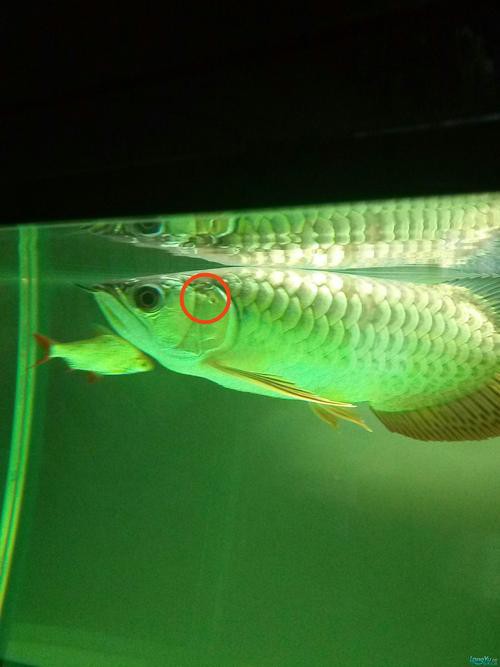 給我一些龍魚眼凸出的高清圖片，關于龍魚眼凸出（眼球突出或掉眼）的高清圖片及相關解析