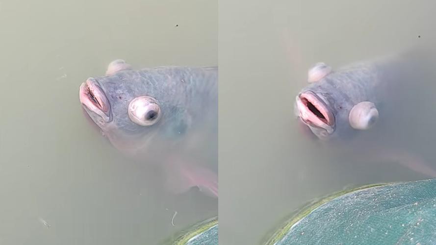給我一些龍魚眼凸出的高清圖片，關于龍魚眼凸出（眼球突出或掉眼）的高清圖片及相關解析