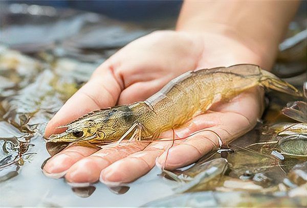 如何區(qū)分紅龍魚感染的不同類型？，關于紅龍魚感染的問題