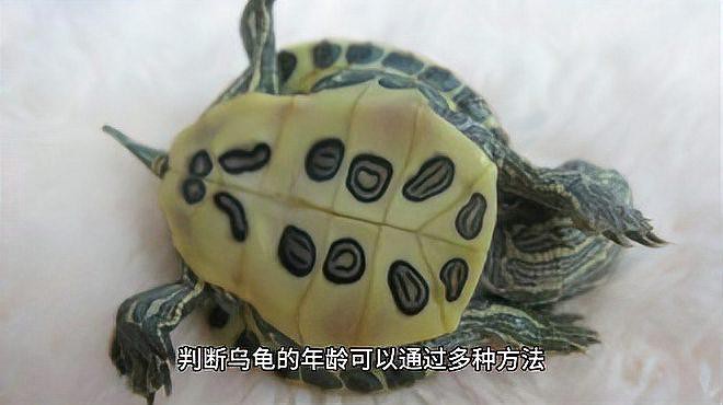 如何判斷龍龜的年代？，判斷龍龜的年代主要依據其甲殼上的生長紋路類似樹木年輪原理