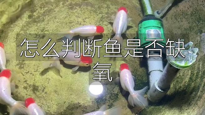 如何判斷龍魚是否缺氧？，如何判斷龍魚是否缺氧