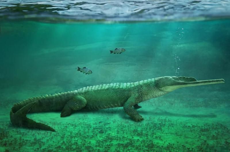 滿身刺的像鱷魚的恐龍，《滿身刺的像鱷魚的恐龍》