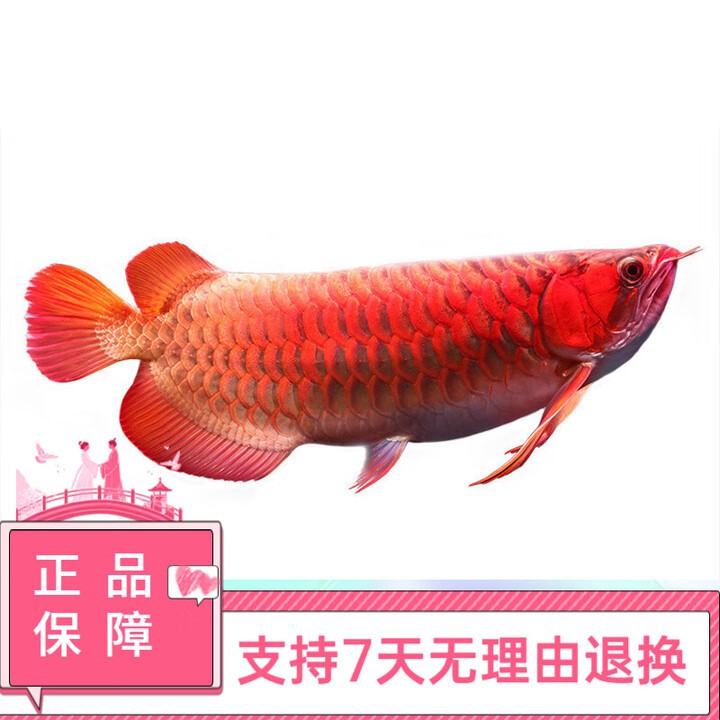 哪里可以買到帶證書的紅龍魚苗？，如何購買帶證書的紅龍魚苗