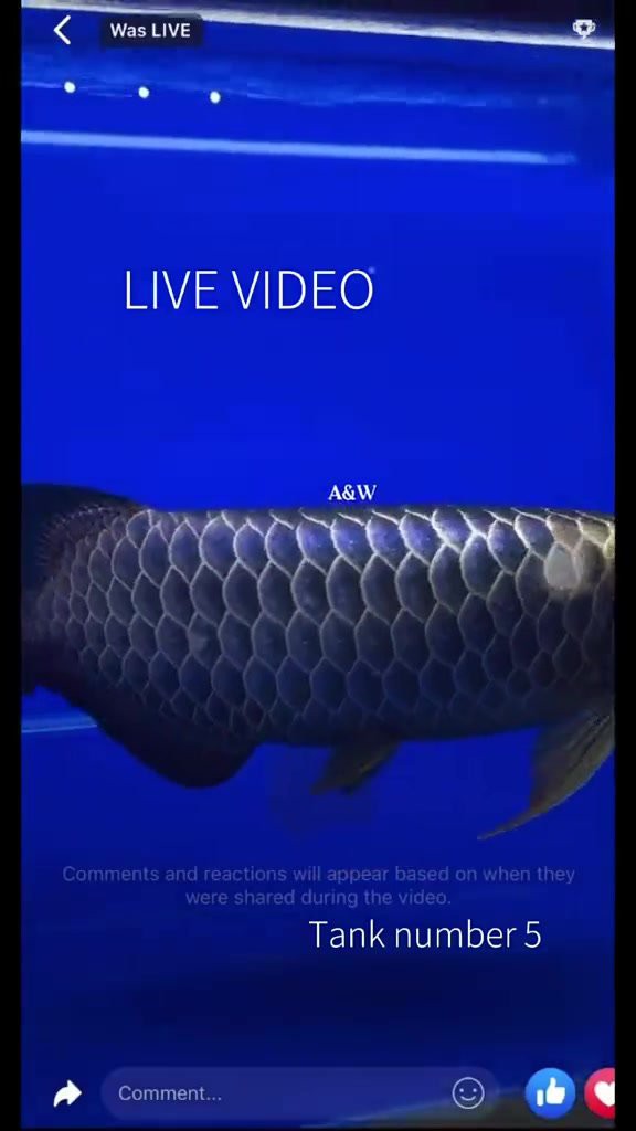 如何區分藍底過背金龍的不同品相？，古典藍底過背金龍該怎么選