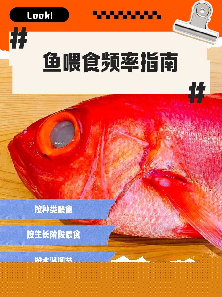 20元金龍魚多久喂一次，金龍魚的喂食頻率建議