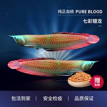哪里可以購買到銀龍魚？，購買銀龍魚的主要渠道及相關信息
