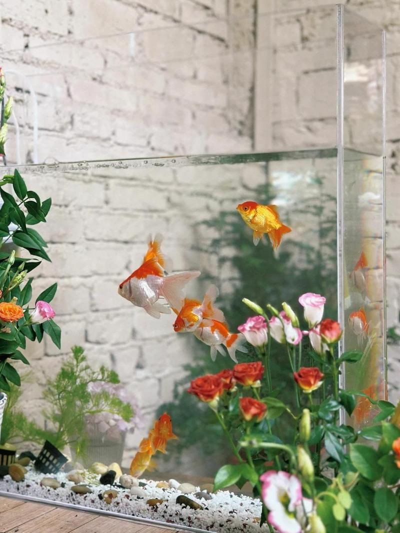 陽江魚缸店，陽江魚缸店分布廣泛且各具特色