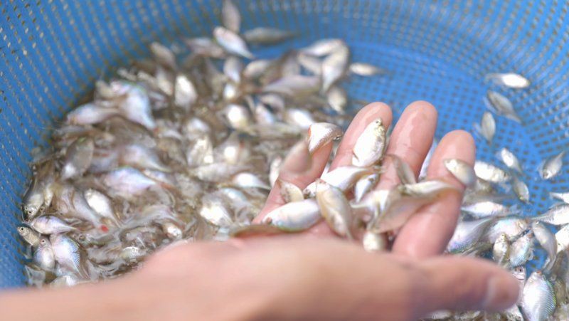 陽江魚缸店，陽江魚缸店分布廣泛且各具特色