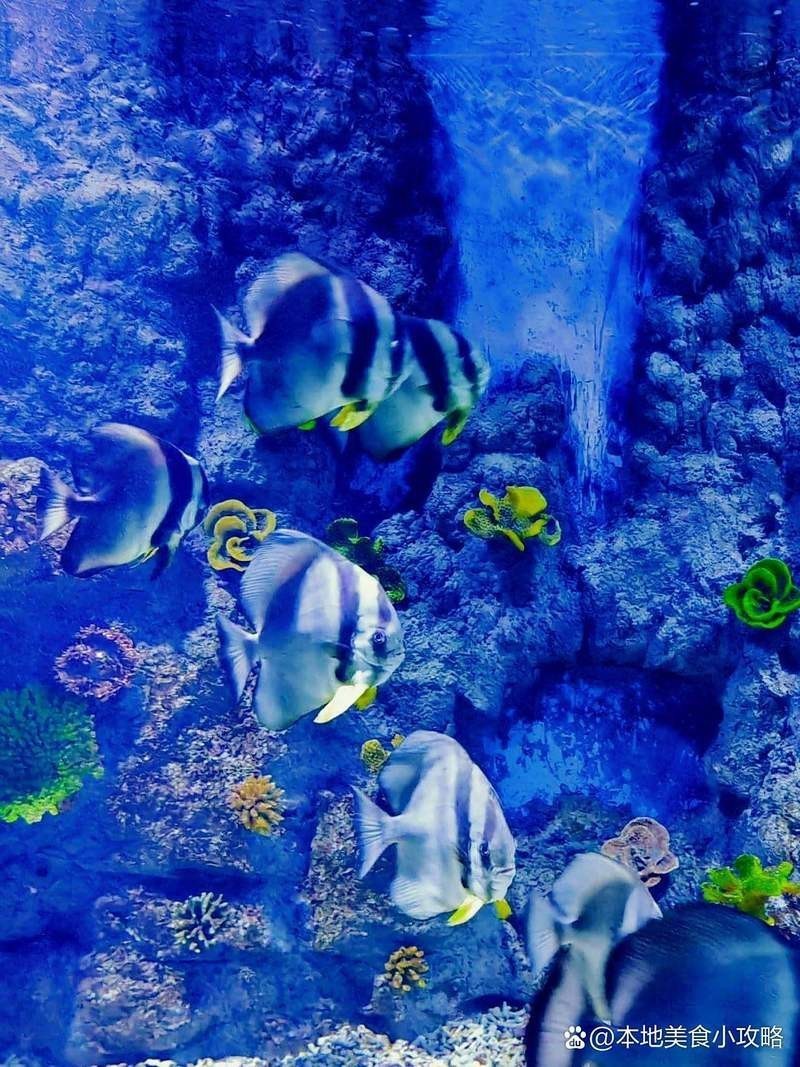 廣漢水族店，廣漢哪家水族店口碑最好