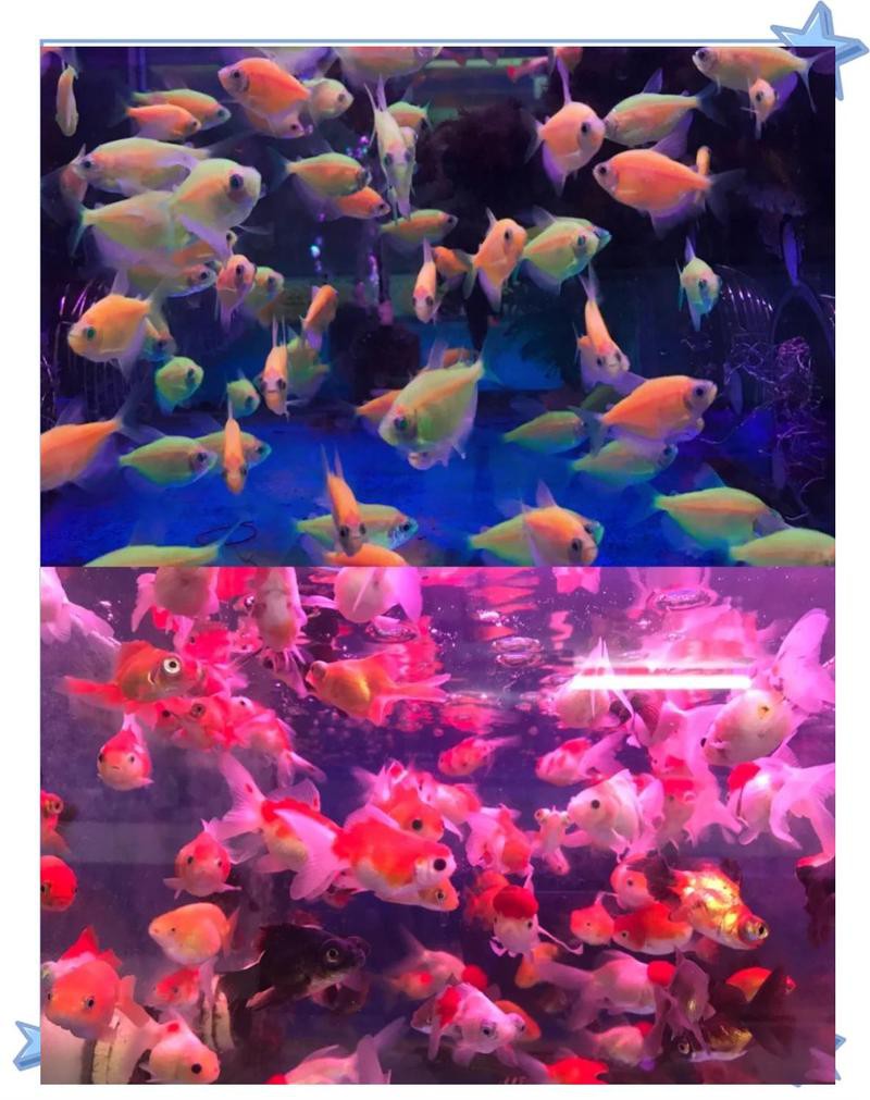 新龍水族店，新龍水族店有哪些特色產品