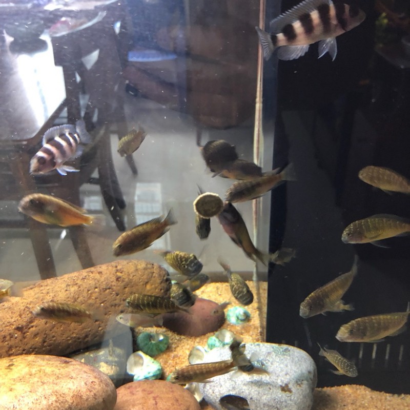 新龍水族店，新龍水族店有哪些特色產品