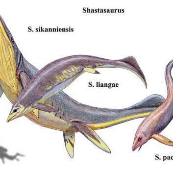 哪種魚龍是最大的？，《哪種魚龍是最大的》西卡尼薩斯特魚龍化石證據不足