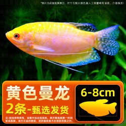 哪里可以購買到曼龍魚？，曼龍魚價格、批發報價、價格大全 哪里可以購買到曼龍魚？，曼龍魚價格、批發報價、價格大全 龍魚百科 第4張