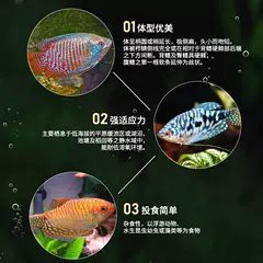 哪里可以購買到曼龍魚？，曼龍魚價格、批發報價、價格大全