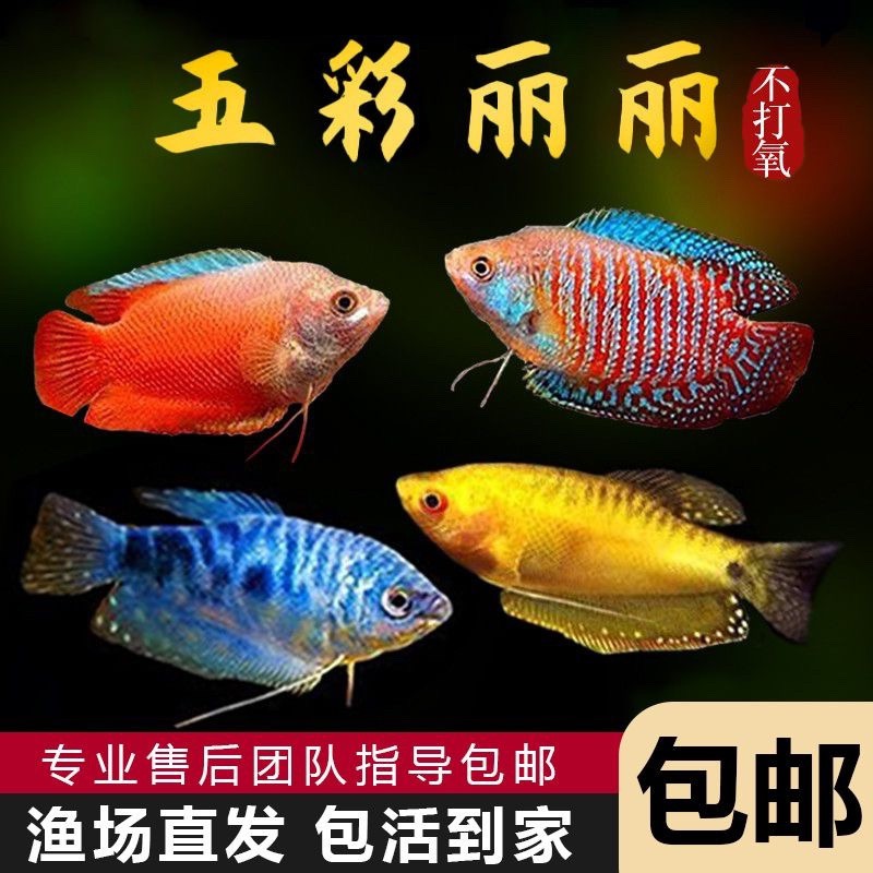 哪里可以購買到曼龍魚？，曼龍魚價格、批發報價、價格大全