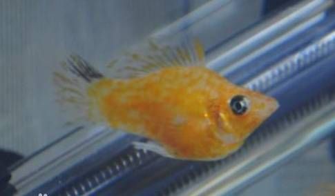 瑪麗魚最怕三個東西，【識魚篇】水中瑪利亞——瑪麗魚養(yǎng)魚大全