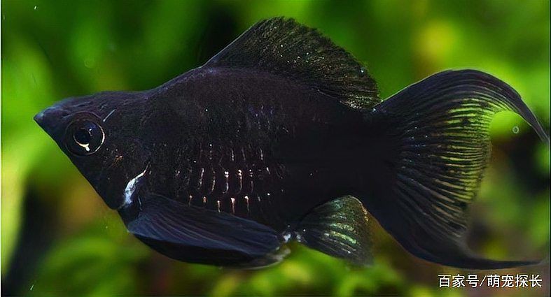 瑪麗魚最怕三個東西，【識魚篇】水中瑪利亞——瑪麗魚養(yǎng)魚大全