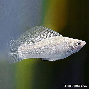 瑪麗魚最怕三個東西，【識魚篇】水中瑪利亞——瑪麗魚養魚大全