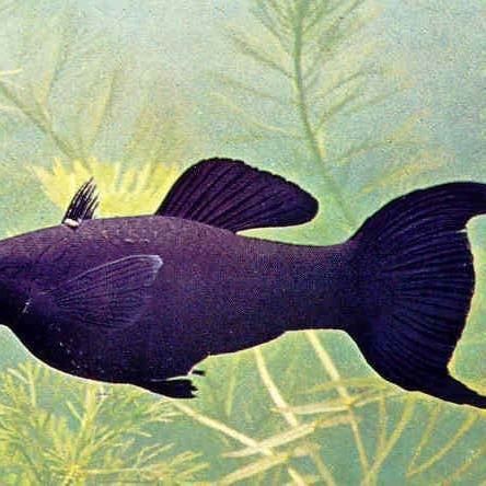 瑪麗魚最怕三個東西，【識魚篇】水中瑪利亞——瑪麗魚養(yǎng)魚大全