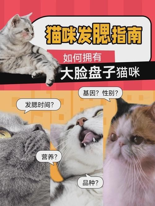 貓發(fā)腮的黃金期，貓發(fā)腮的黃金期通常集中在5至8個(gè)月之間部分觀點(diǎn)認(rèn)為可放寬至4個(gè)月