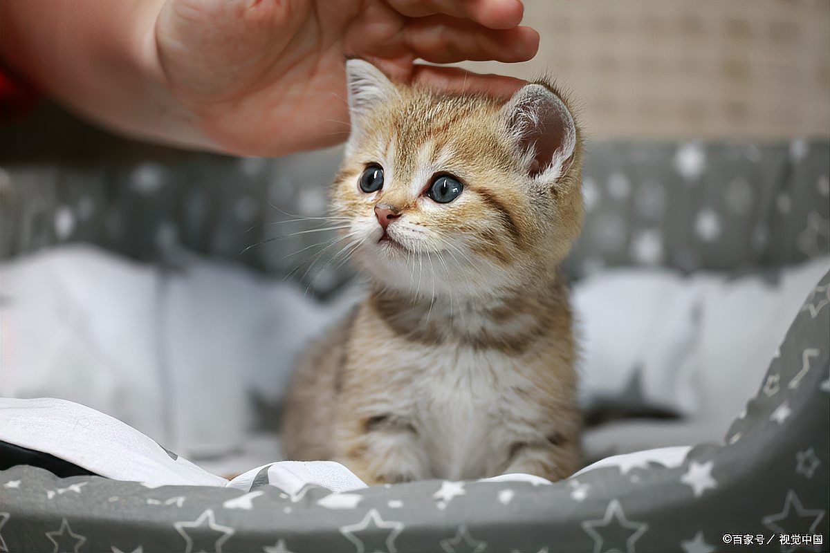 貓發腮的黃金期，貓發腮的黃金期通常集中在5至8個月之間部分觀點認為可放寬至4個月