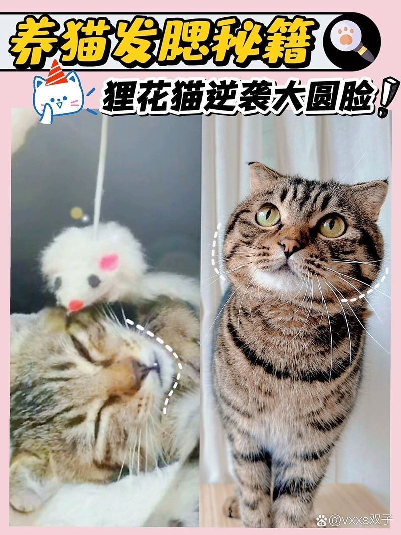 貓發腮的黃金期，貓發腮的黃金期通常集中在5至8個月之間部分觀點認為可放寬至4個月