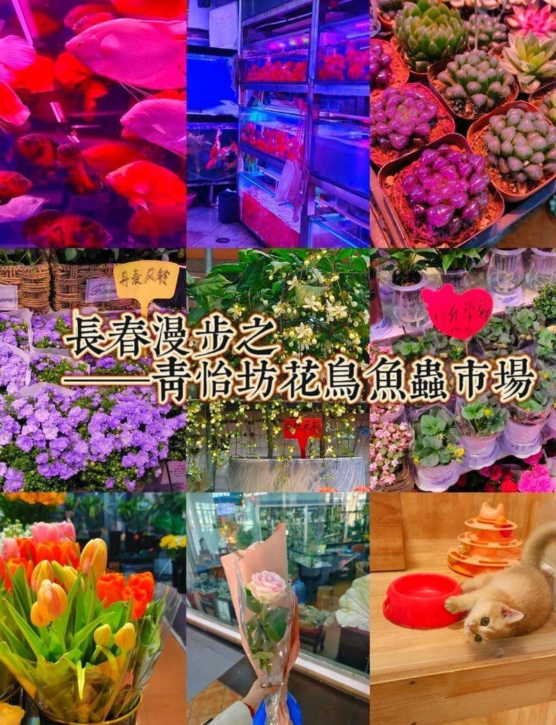 長春水族批發市場，長春水族批發市場是東北地區重要的水族產品集散地