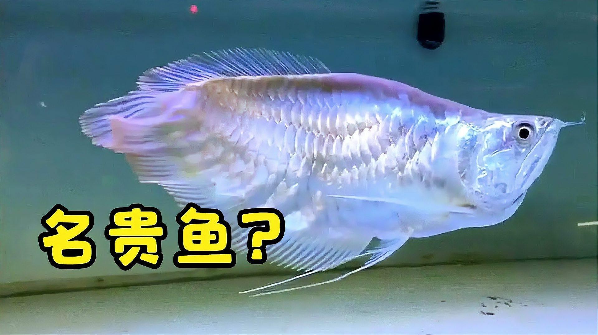 列舉一些著名的短身龍魚品種，短身紅龍和普通紅龍究竟有什么區(qū)別