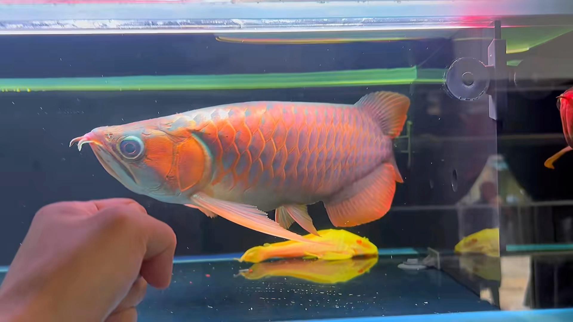 列舉一些著名的短身龍魚品種，短身紅龍和普通紅龍究竟有什么區(qū)別