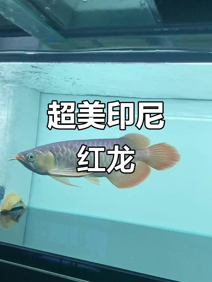 列舉一些著名的短身龍魚品種，短身紅龍和普通紅龍究竟有什么區(qū)別