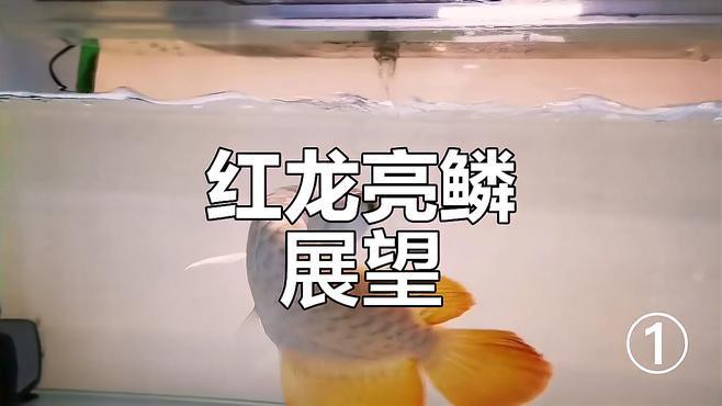 如何辨別紅龍魚的品種和品質？，如何挑選優質紅龍魚