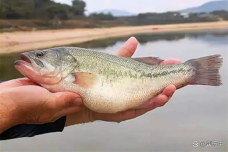 鱸魚為什么沒人吃了，曾受追捧的鱸魚為何如今吃的人越來越少了5個原因太現實