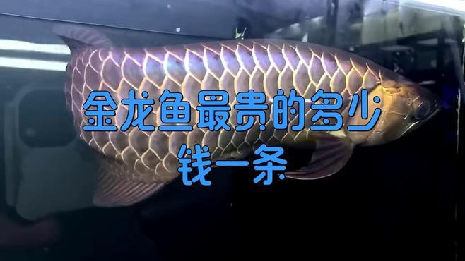 古典金龍魚哪個品種最貴？，古典金龍魚最貴的多少錢一條
