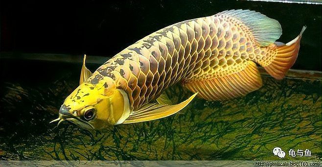 24K過背金龍魚飼養(yǎng)難度大嗎？，24k過背金龍魚好養(yǎng)嗎養(yǎng)殖秘籍大揭秘