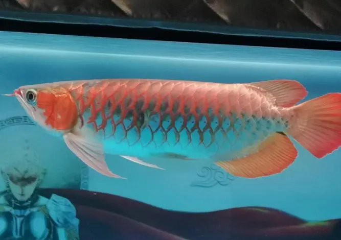 古典金龍七鰭需要多久換一次水？，古典金龍七鰭養龍魚換水多久一次原來這么多