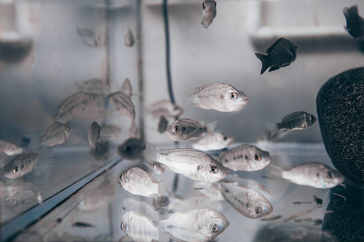 號半龍魚的最大體型是多少？，號半龍魚多久能長到最大體型揭秘觀賞魚養殖全攻略