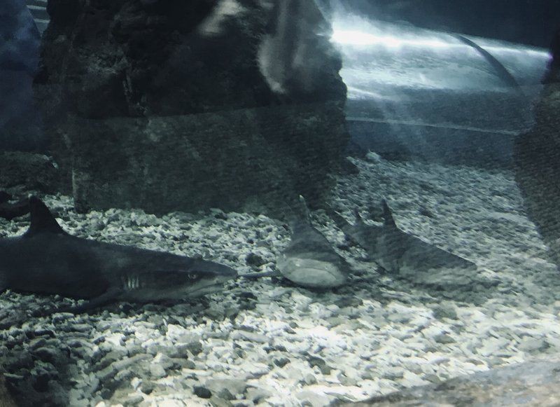 秦皇島魚缸批發(fā)市場，秦皇島魚缸批發(fā)市場分析