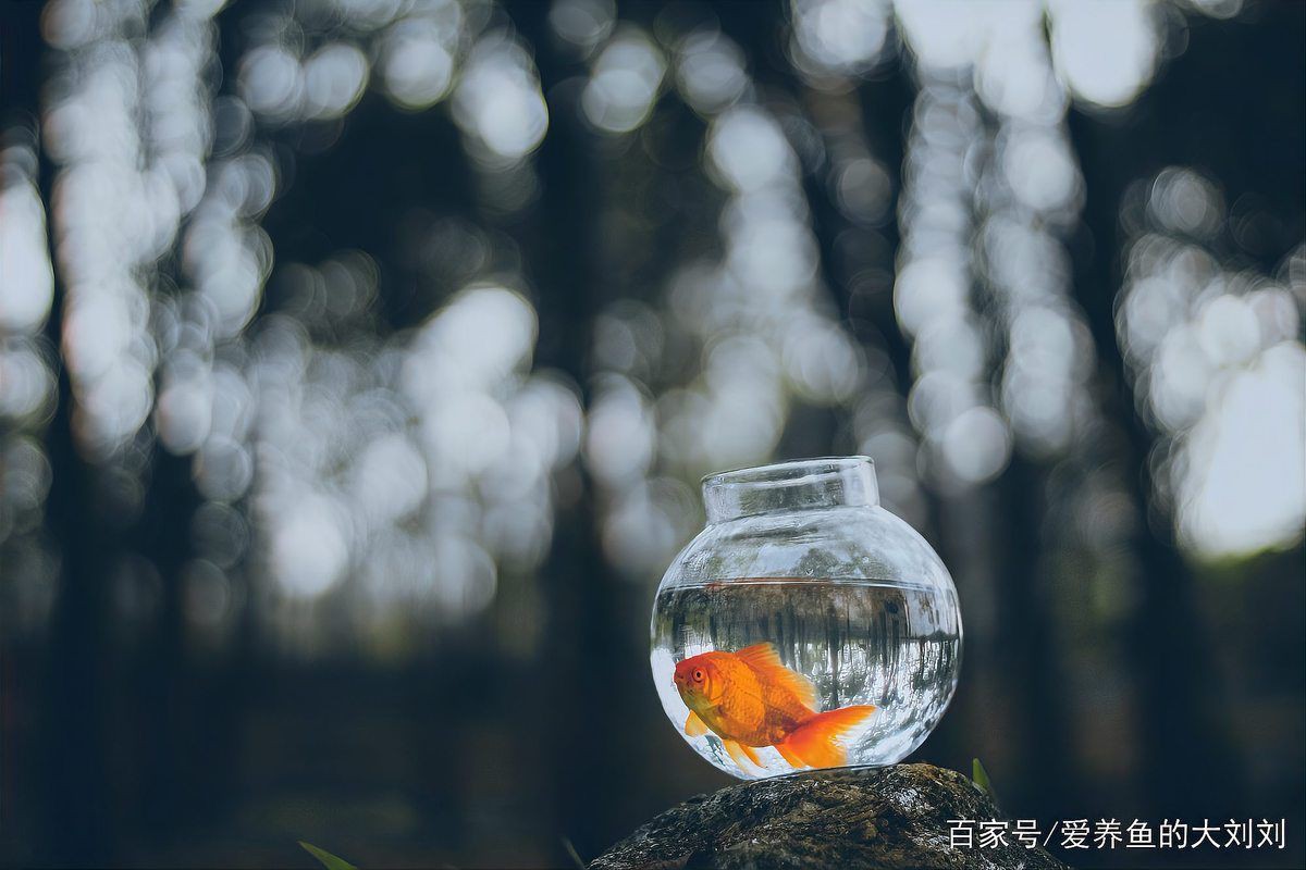 酒泉魚缸店，揭秘賣魚缸商家的那些套路