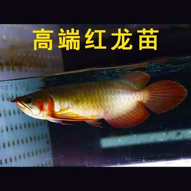 大湖紅龍的價格范圍是多少？，大湖紅龍魚價格是多少印尼圣塔倫湖紅龍魚價格表