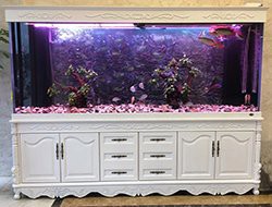 合肥水族店，合肥擁有多家特色鮮明的水族店為市民提供豐富的選擇